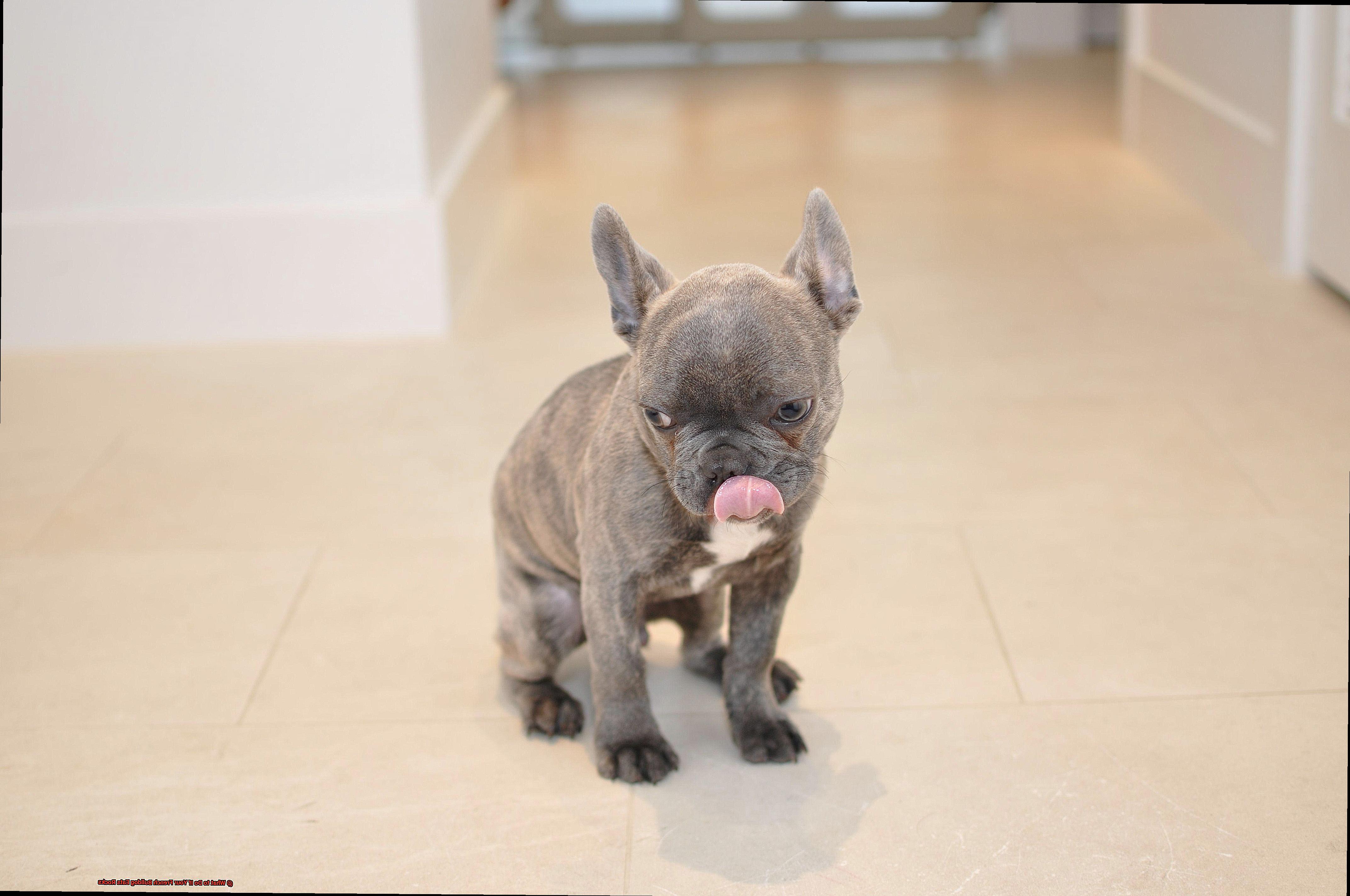 What to Do If Your French Bulldog Eats Rocks-5