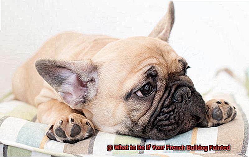 What to Do If Your French Bulldog Fainted-6