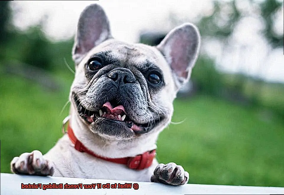 What to Do If Your French Bulldog Fainted-5
