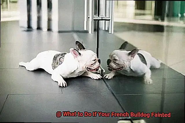 What to Do If Your French Bulldog Fainted-4