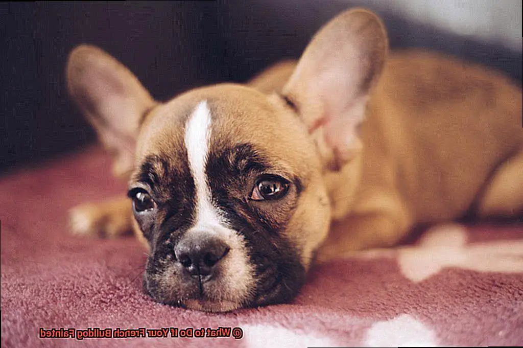 What to Do If Your French Bulldog Fainted-7