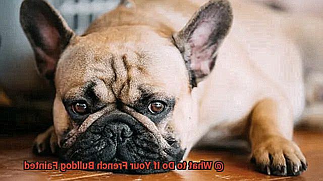 What to Do If Your French Bulldog Fainted-2