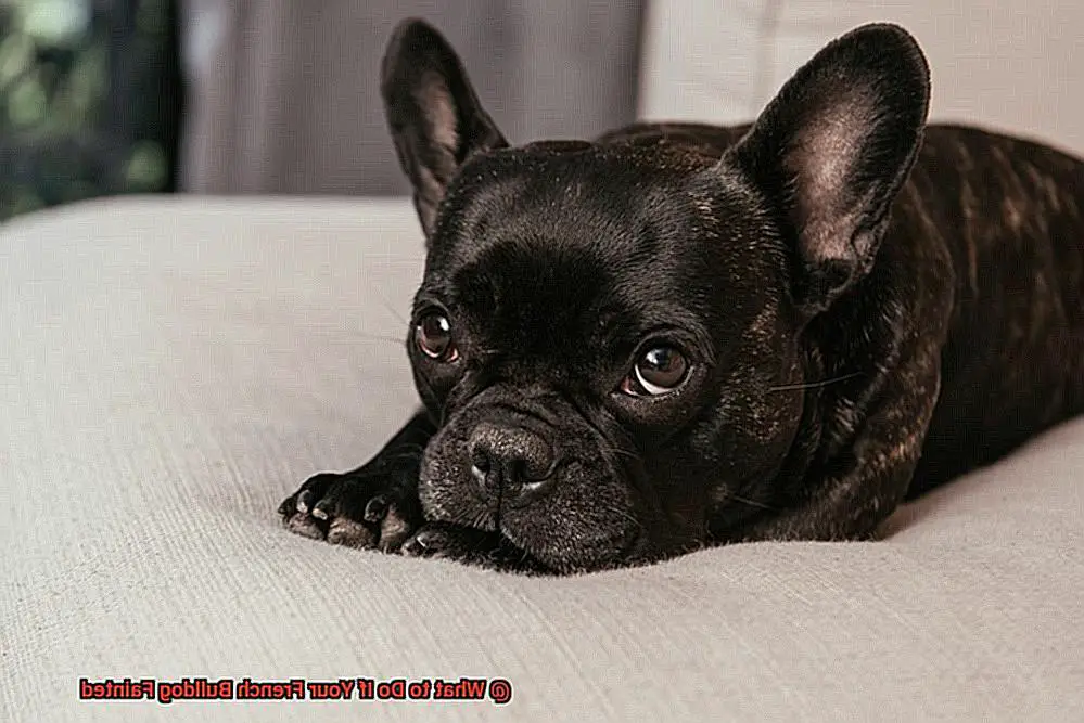 What to Do If Your French Bulldog Fainted-3