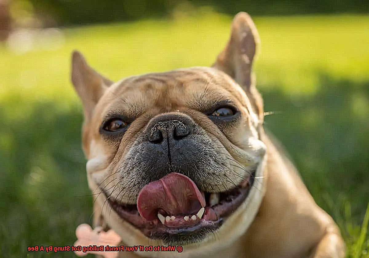 What to Do If Your French Bulldog Got Stung By A Bee-3