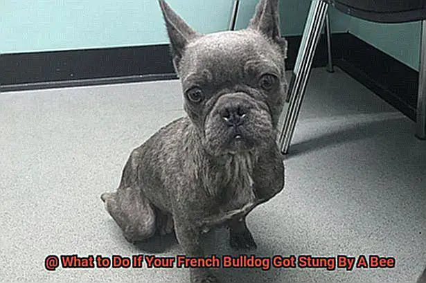 What to Do If Your French Bulldog Got Stung By A Bee-5