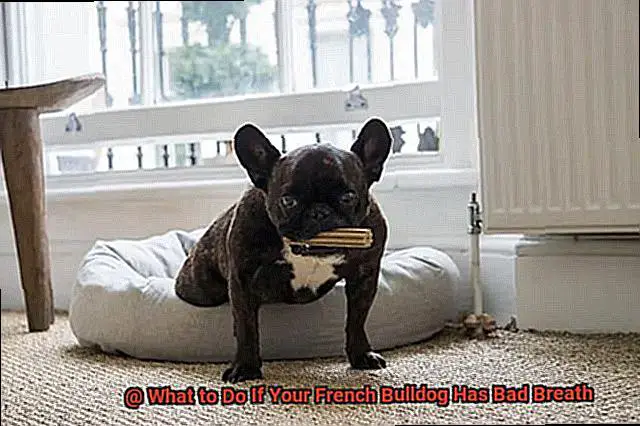 What to Do If Your French Bulldog Has Bad Breath-5