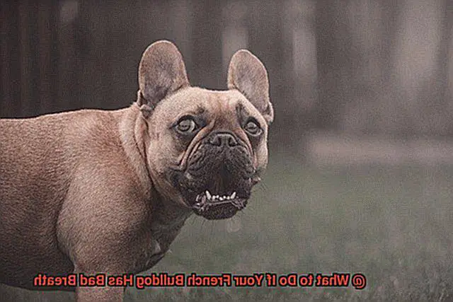What to Do If Your French Bulldog Has Bad Breath-3