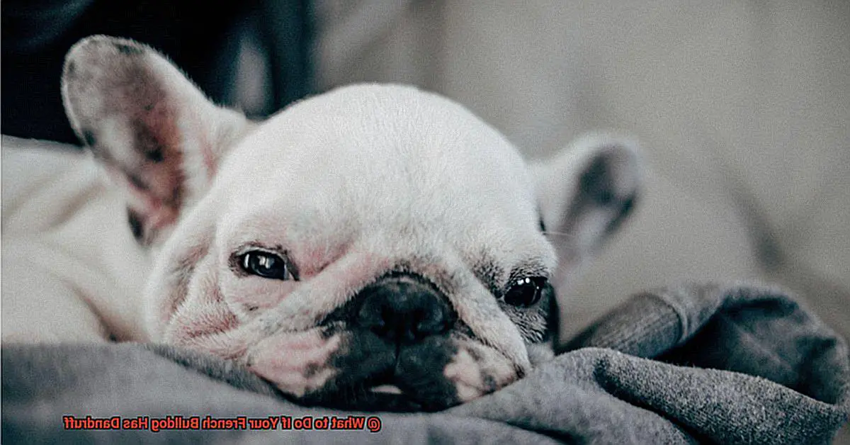 What to Do If Your French Bulldog Has Dandruff-5
