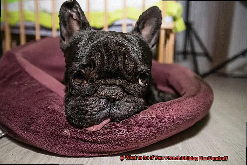 What to Do If Your French Bulldog Has Dandruff-7