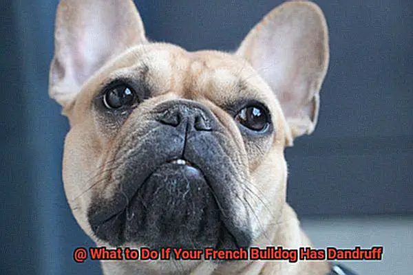 What to Do If Your French Bulldog Has Dandruff-6