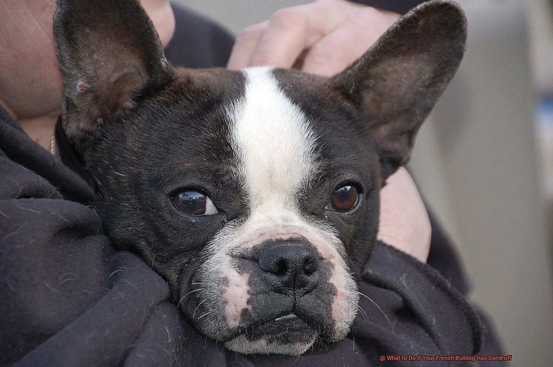 What to Do If Your French Bulldog Has Dandruff-3