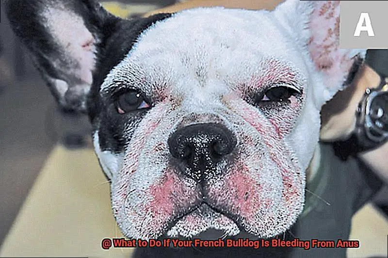 What to Do If Your French Bulldog Is Bleeding From Anus-2