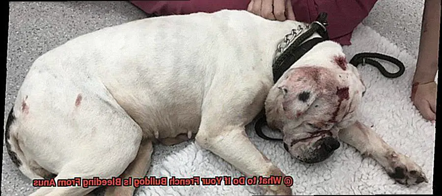 What to Do If Your French Bulldog Is Bleeding From Anus-4