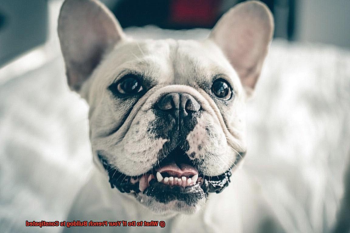 What to Do If Your French Bulldog Is Constipated-3