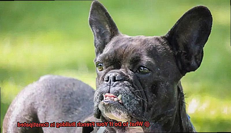 What to Do If Your French Bulldog Is Constipated-4