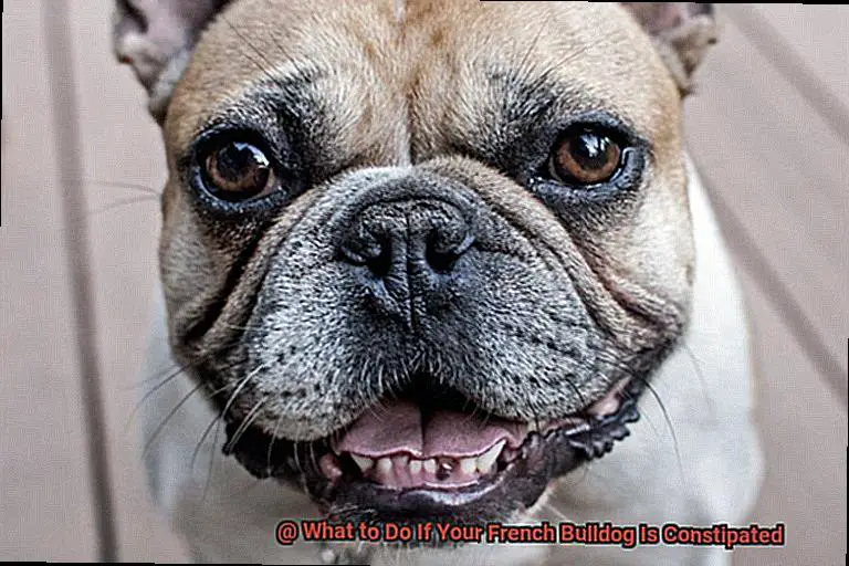 What to Do If Your French Bulldog Is Constipated-5