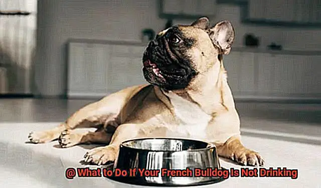 What to Do If Your French Bulldog Is Not Drinking-6