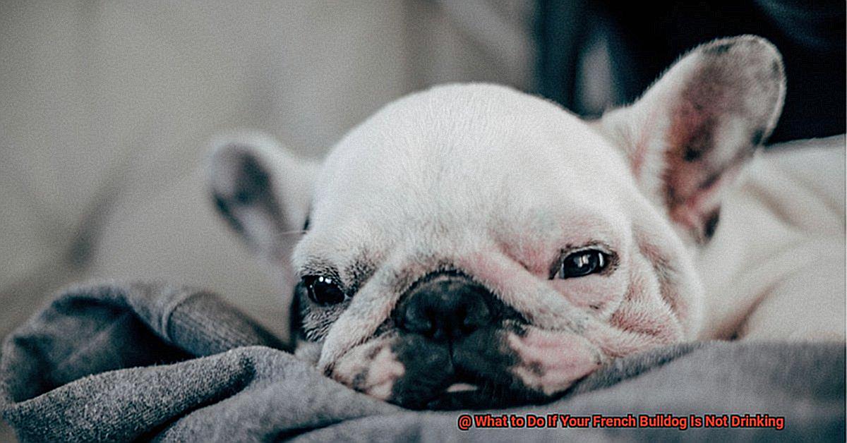 What to Do If Your French Bulldog Is Not Drinking-2