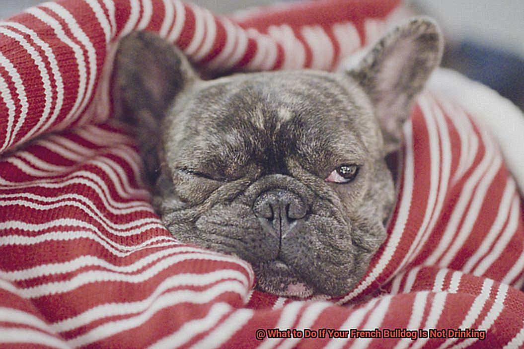 What to Do If Your French Bulldog Is Not Drinking-3