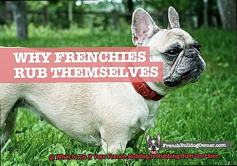 What to Do If Your French Bulldog Is Rubbing Bum On Floor -3