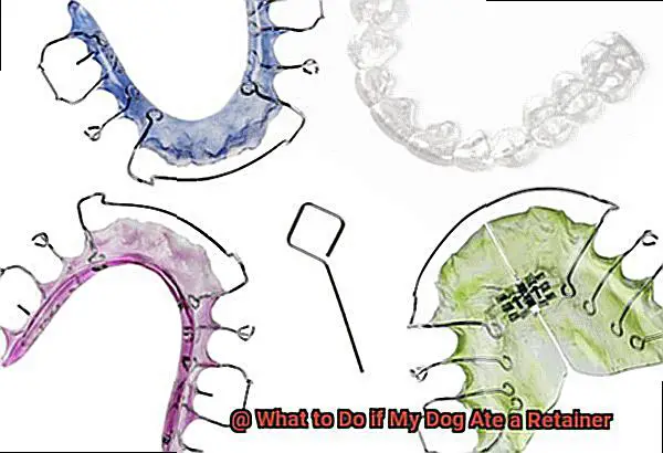 What to Do if My Dog Ate a Retainer-5