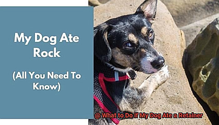 What to Do if My Dog Ate a Retainer-8