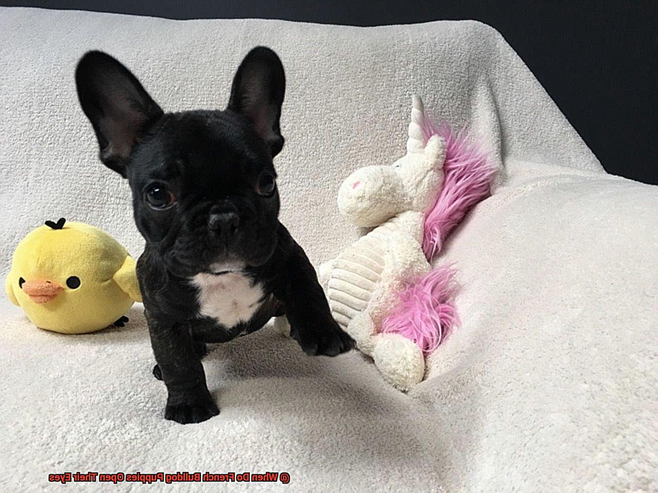 When Do French Bulldog Puppies Open Their Eyes-4