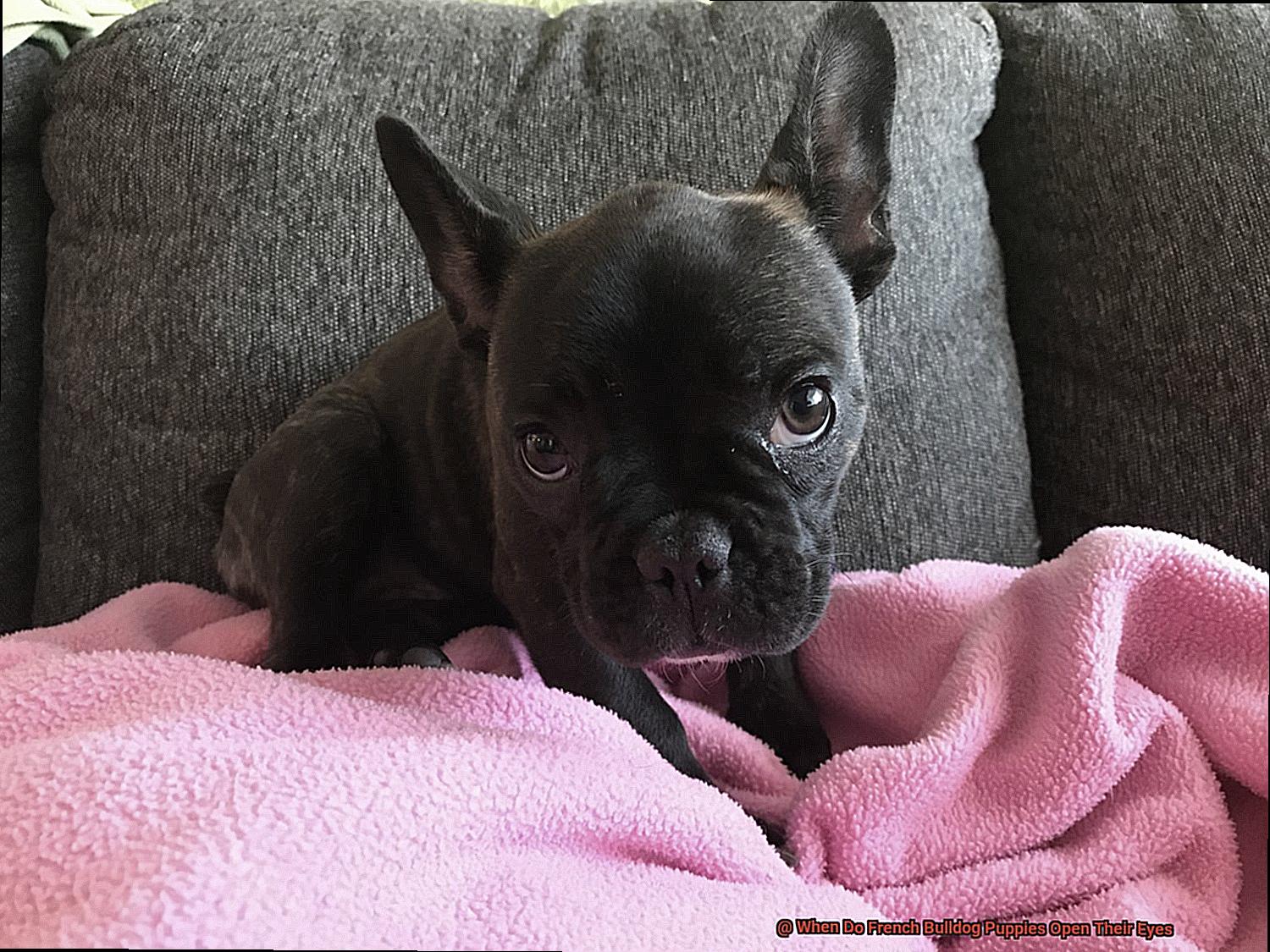 When Do French Bulldog Puppies Open Their Eyes-3