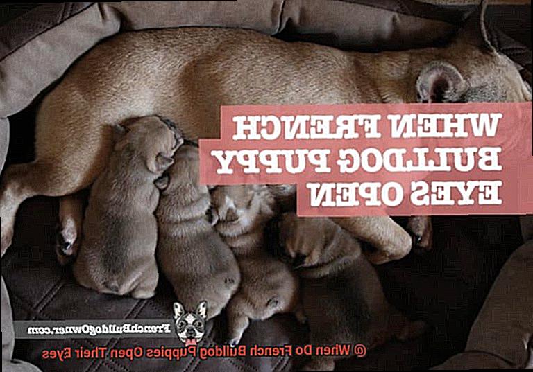 When Do French Bulldog Puppies Open Their Eyes-2