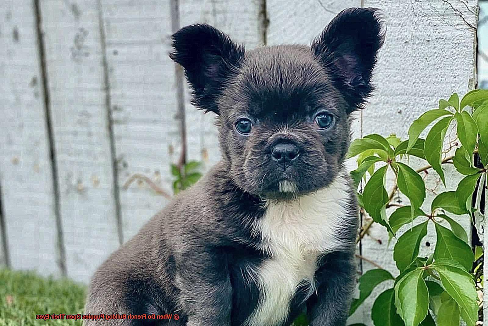 When Do French Bulldog Puppies Open Their Eyes-6