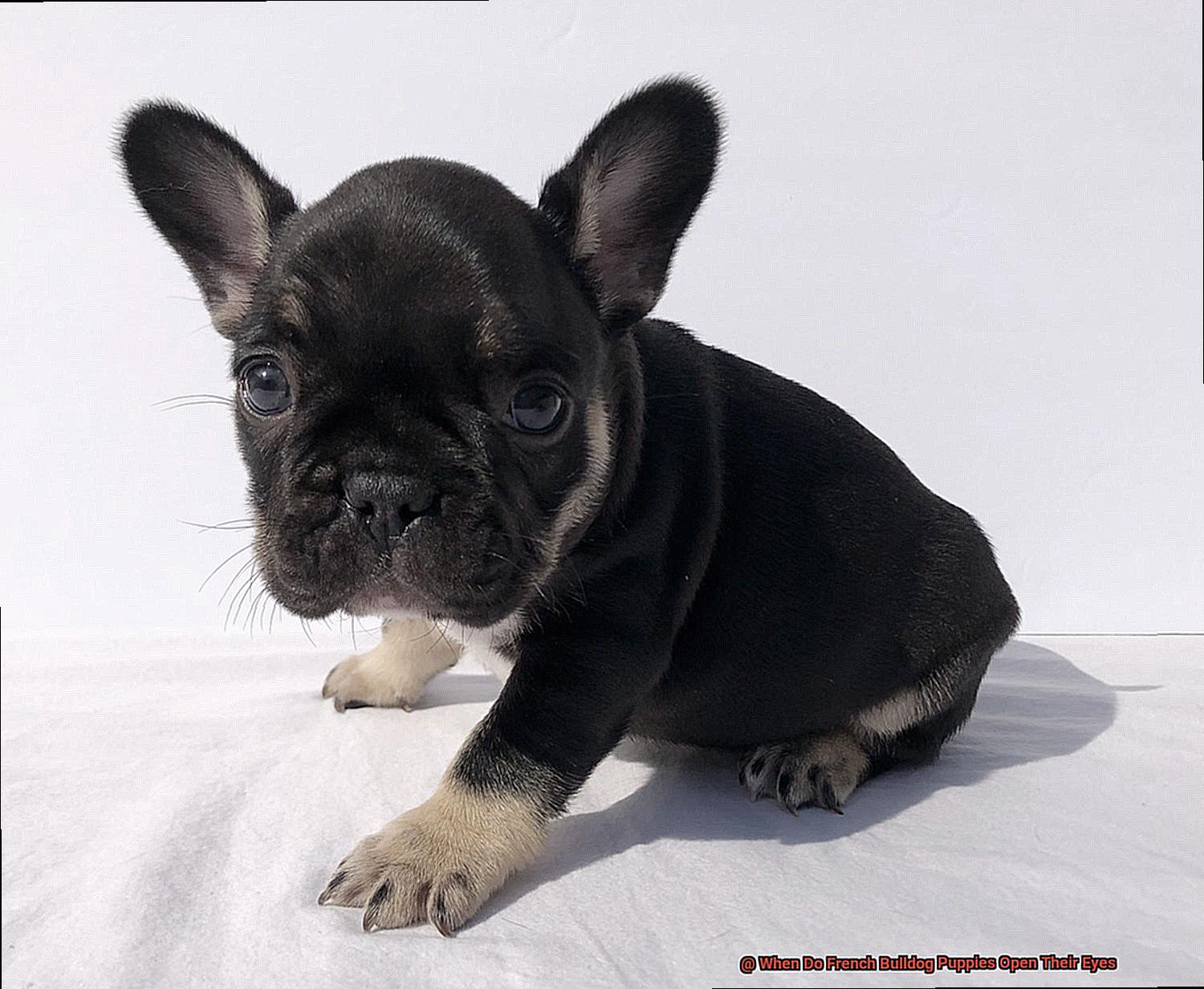 When Do French Bulldog Puppies Open Their Eyes-5