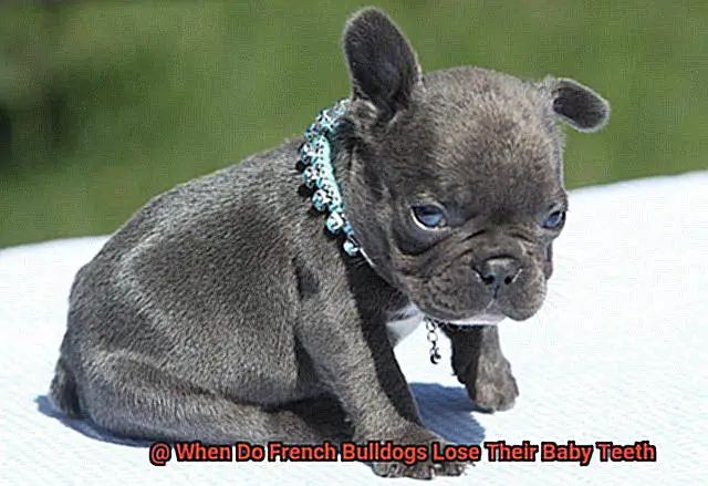 When Do French Bulldogs Lose Their Baby Teeth-3