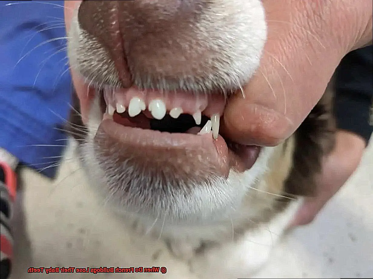 When Do French Bulldogs Lose Their Baby Teeth-2