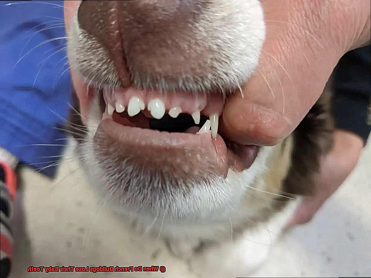 When Do French Bulldogs Lose Their Baby Teeth-2