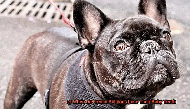 When Do French Bulldogs Lose Their Baby Teeth-5