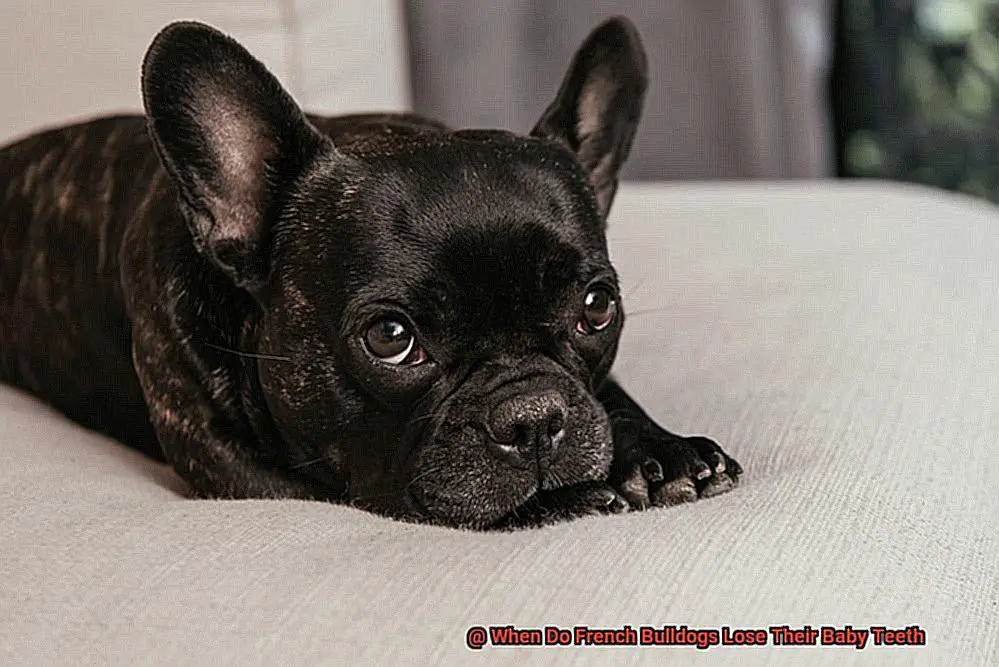 When Do French Bulldogs Lose Their Baby Teeth-4