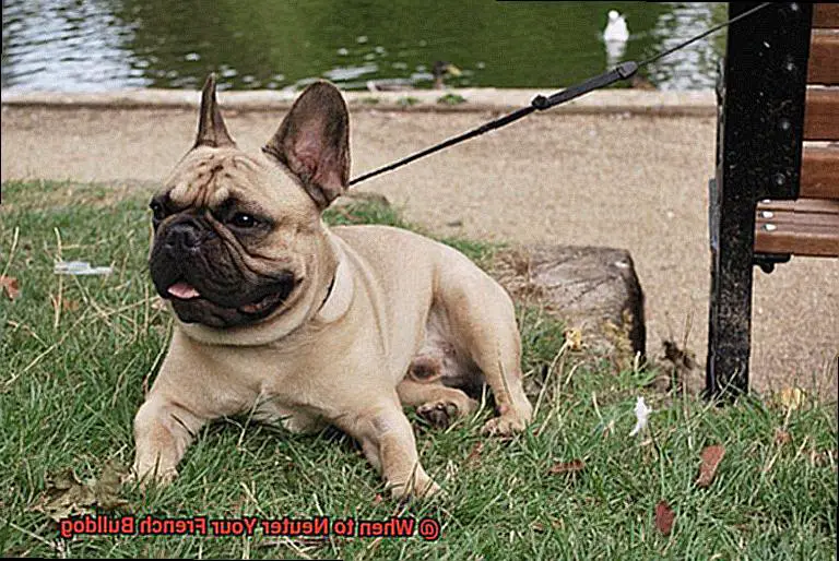 When to Neuter Your French Bulldog-8