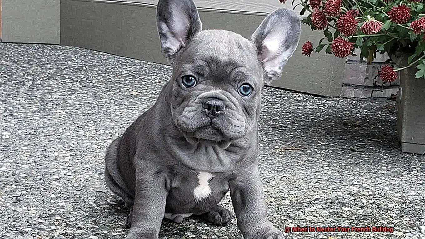 When to Neuter Your French Bulldog-5