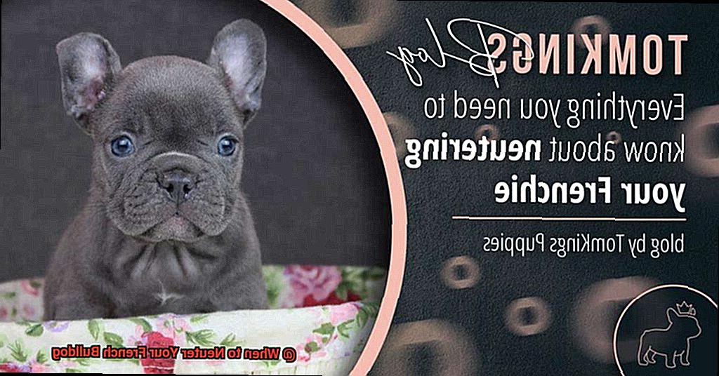 When to Neuter Your French Bulldog-4