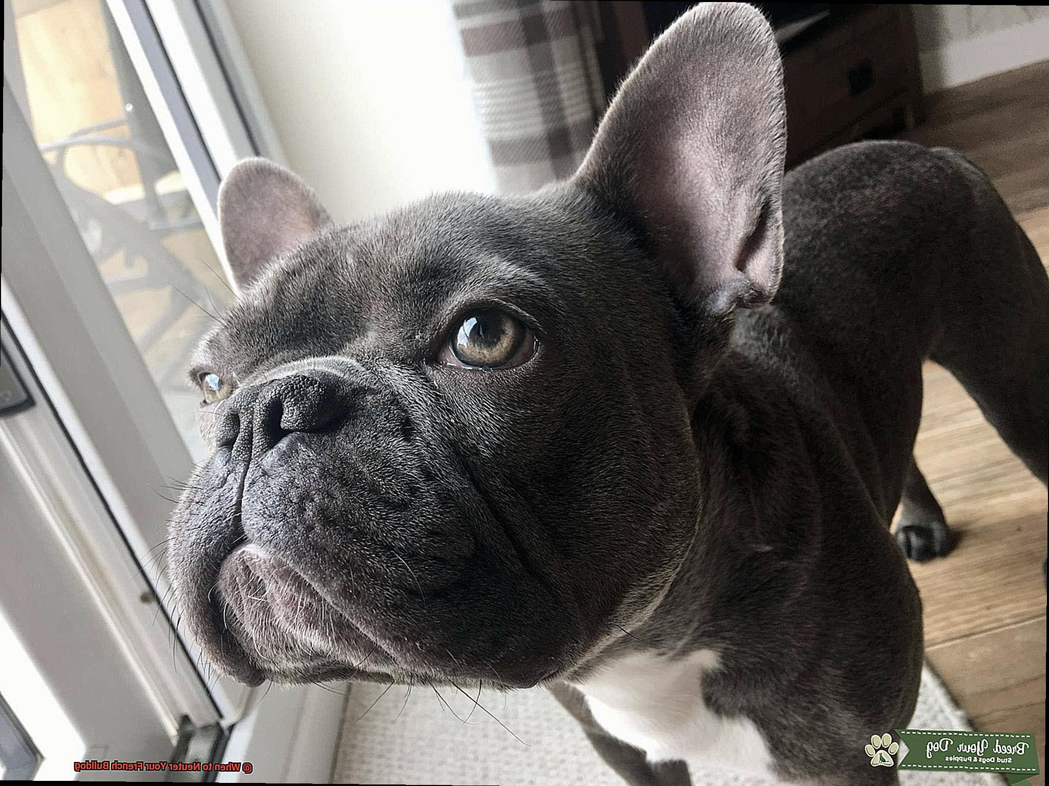 When to Neuter Your French Bulldog-2