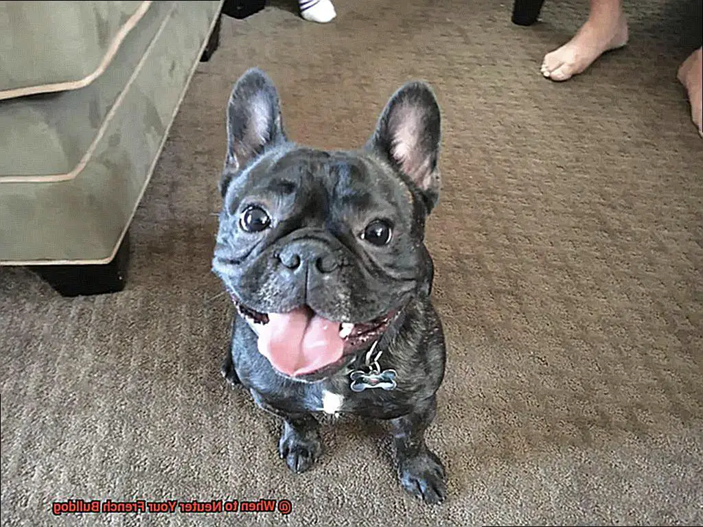 When to Neuter Your French Bulldog-7