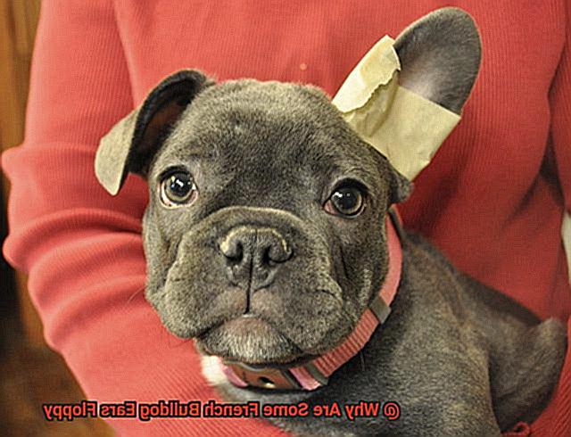 Why Are Some French Bulldog Ears Floppy-2