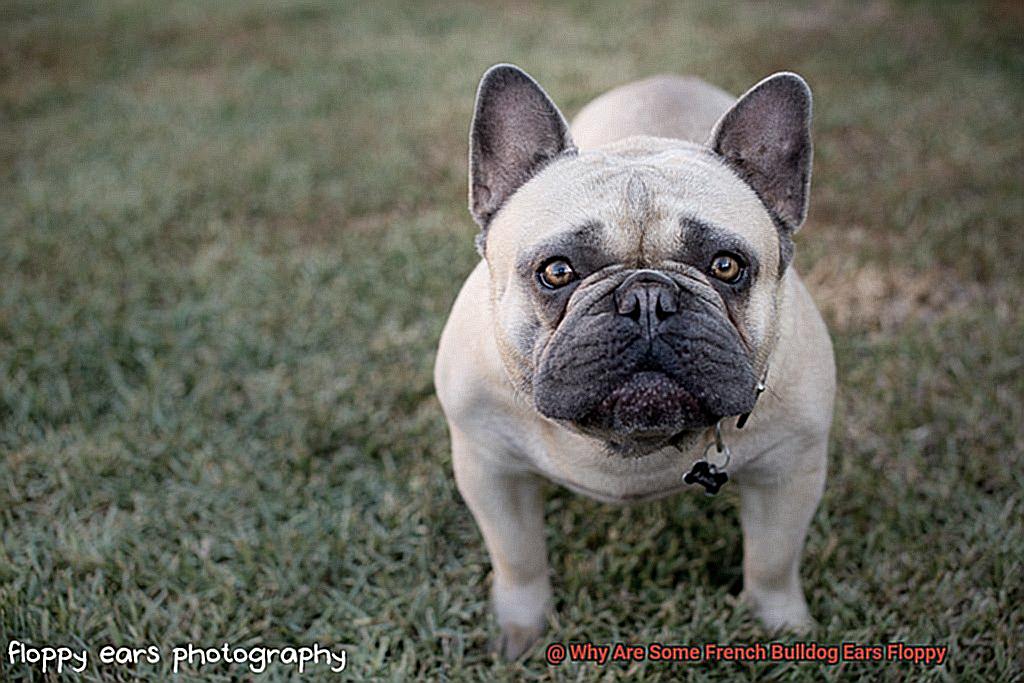 Why Are Some French Bulldog Ears Floppy-6