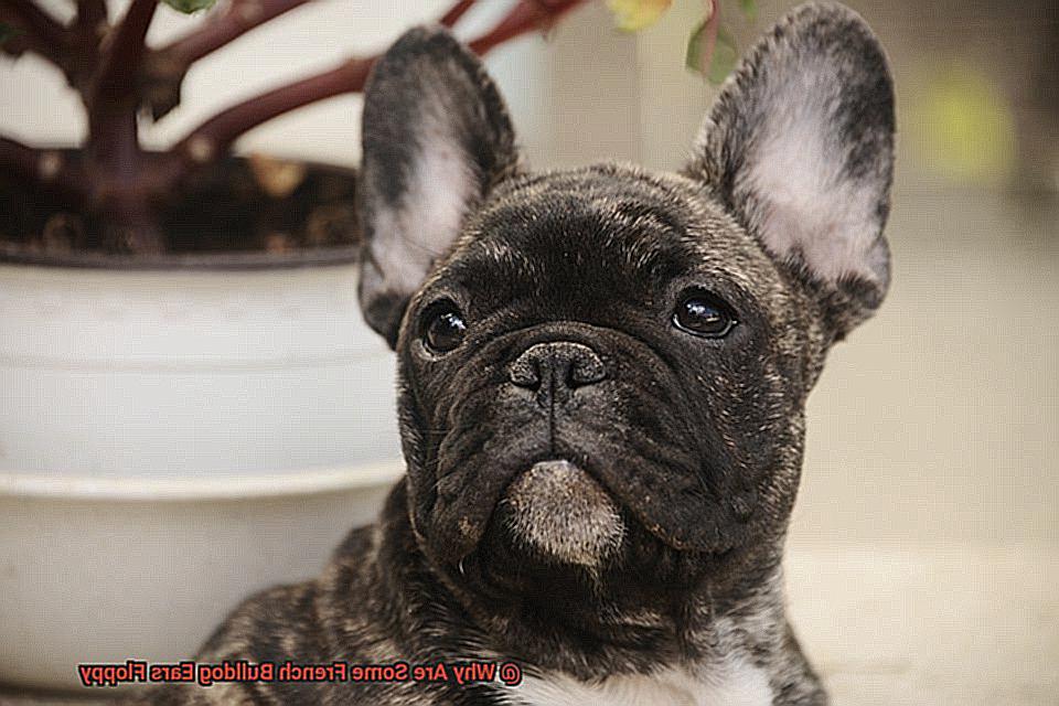 Why Are Some French Bulldog Ears Floppy-5