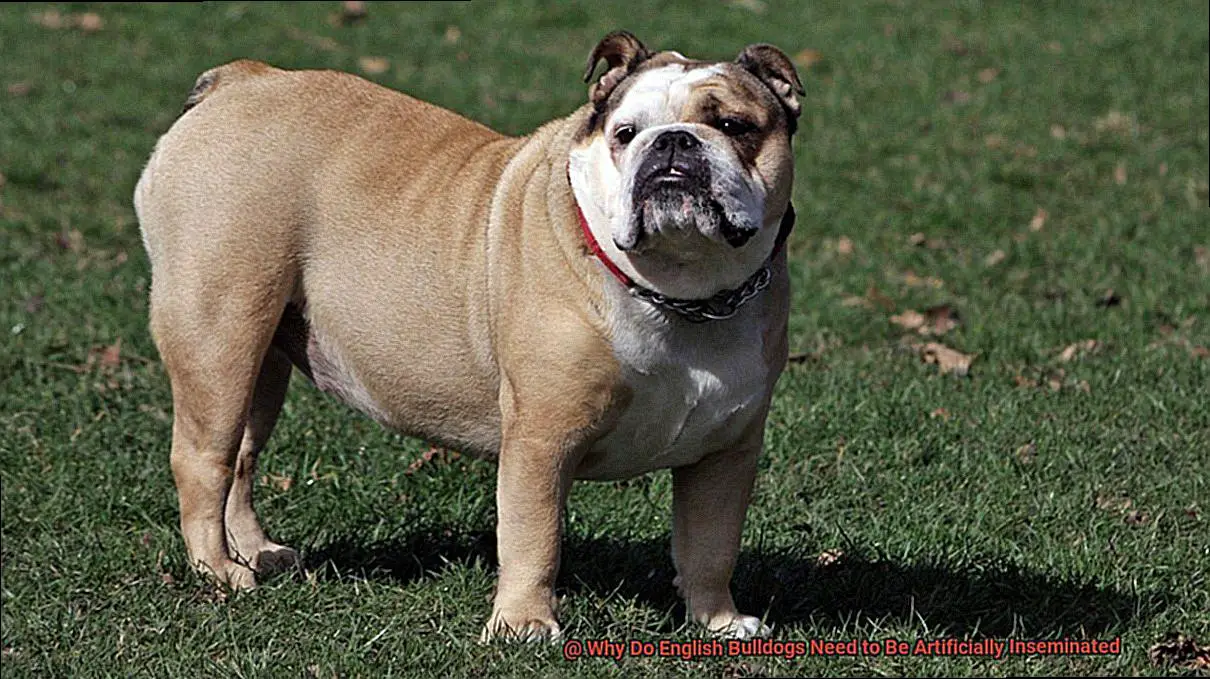 Why Do English Bulldogs Need to Be Artificially Inseminated-2