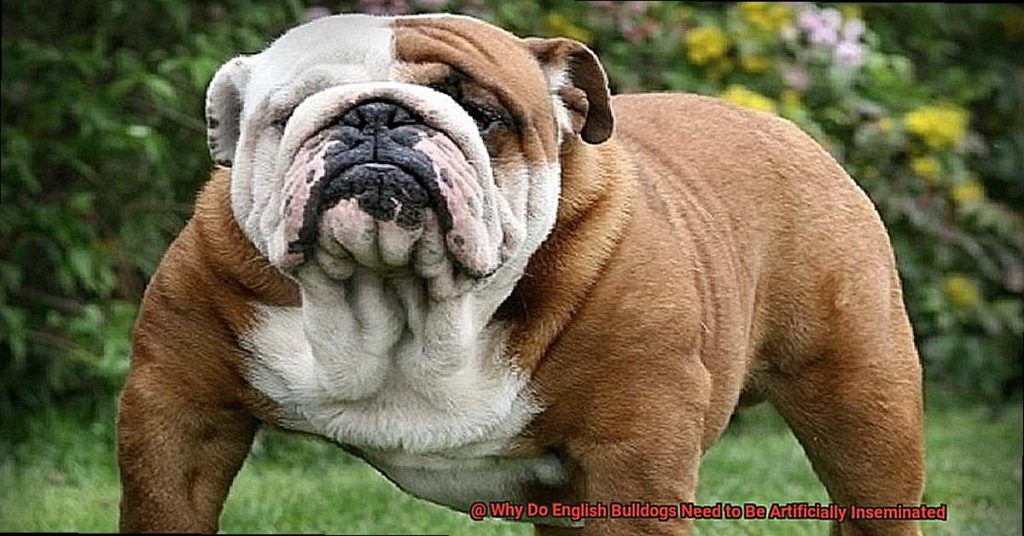 Why Do English Bulldogs Need to Be Artificially Inseminated