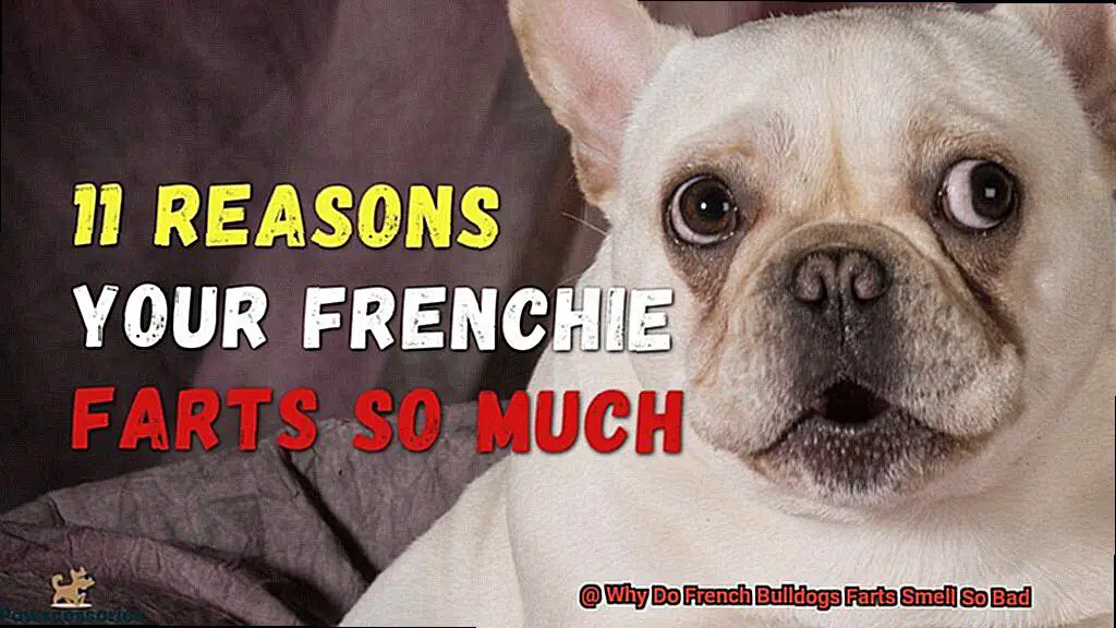 Why Do French Bulldogs Farts Smell So Bad-3
