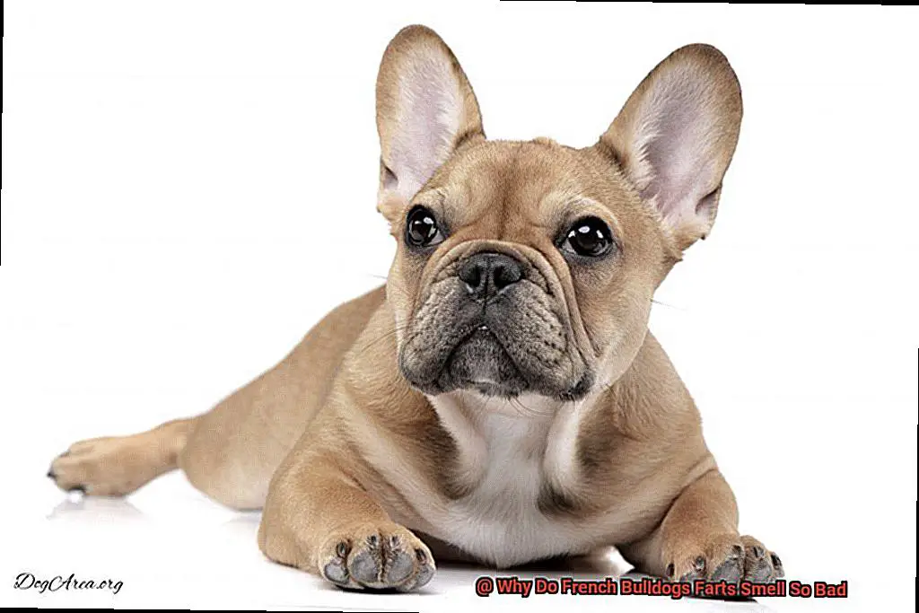Why Do French Bulldogs Farts Smell So Bad-2