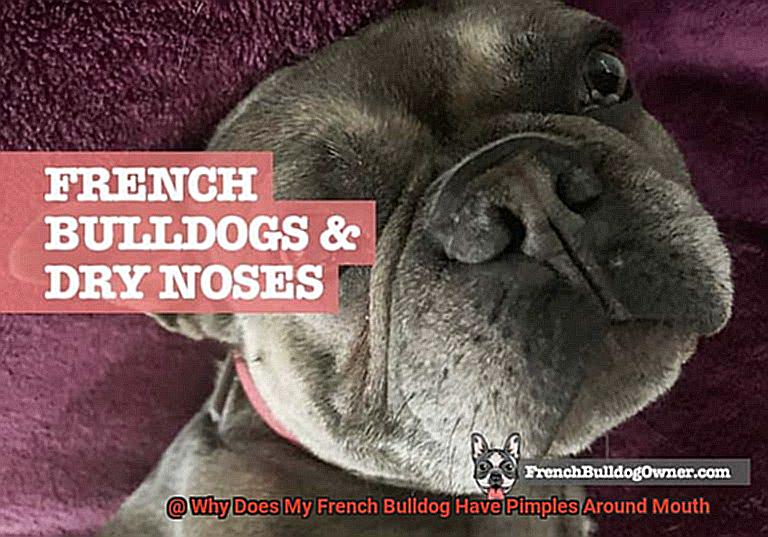 Why Does My French Bulldog Have Pimples Around Mouth-7