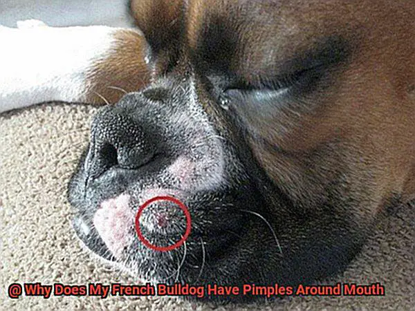 Why Does My French Bulldog Have Pimples Around Mouth-4